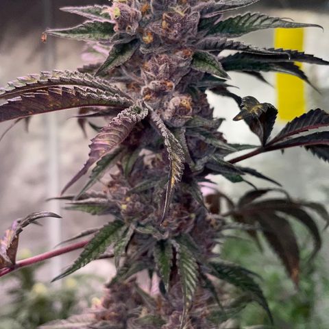 Tropical Thunder  growlog timeline photo