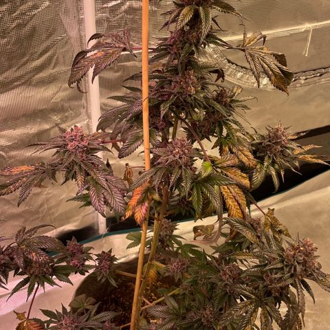 Tropical Thunder  growlog timeline photo