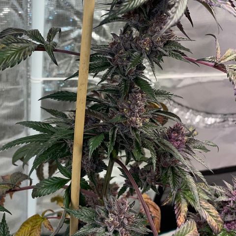 Tropical Thunder  growlog timeline photo