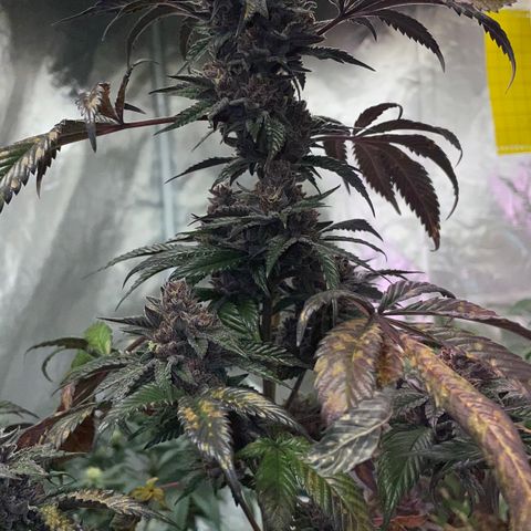 Tropical Thunder  growlog timeline photo