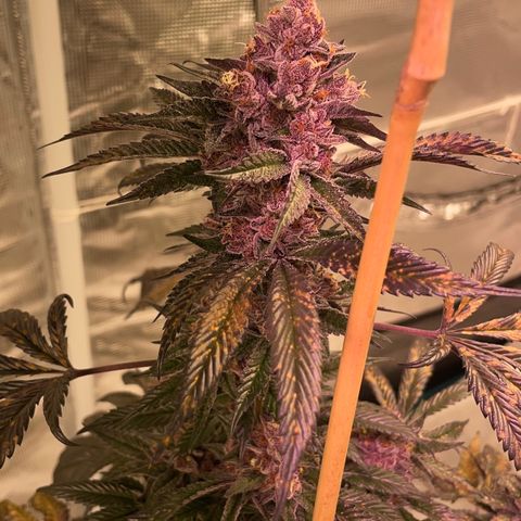 Tropical Thunder  growlog timeline photo