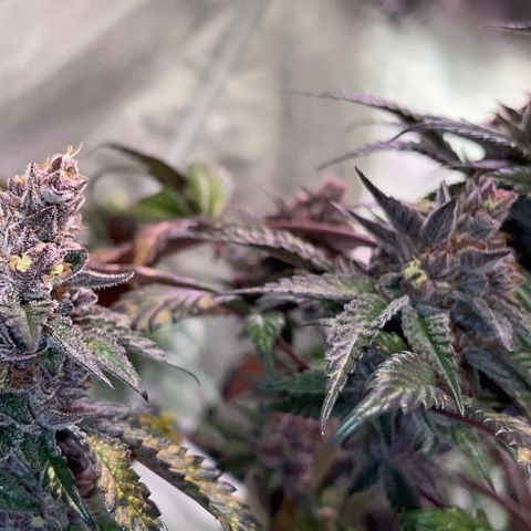 Tropical Thunder  growlog timeline photo