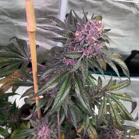Tropical Thunder  growlog timeline photo