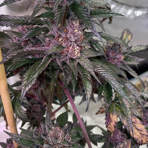 Tropical Thunder  growlog timeline photo