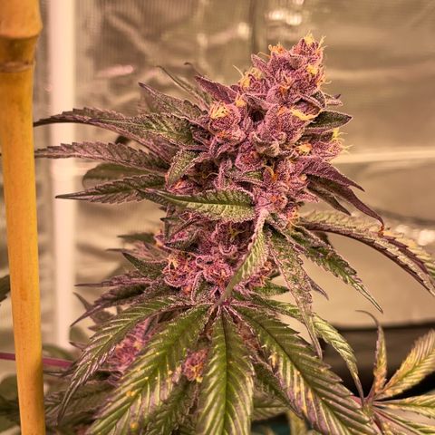 Tropical Thunder  growlog timeline photo