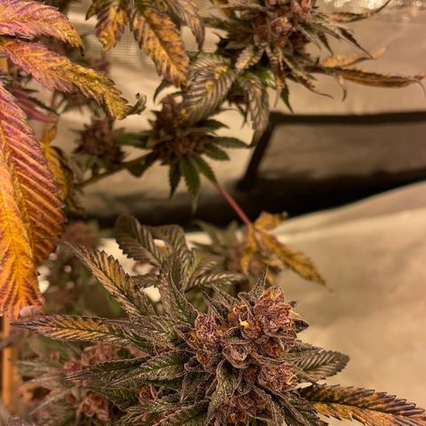 Tropical Thunder  growlog timeline photo