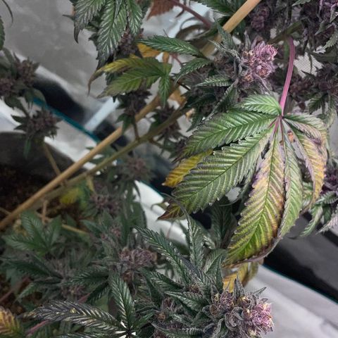 Tropical Thunder  growlog timeline photo