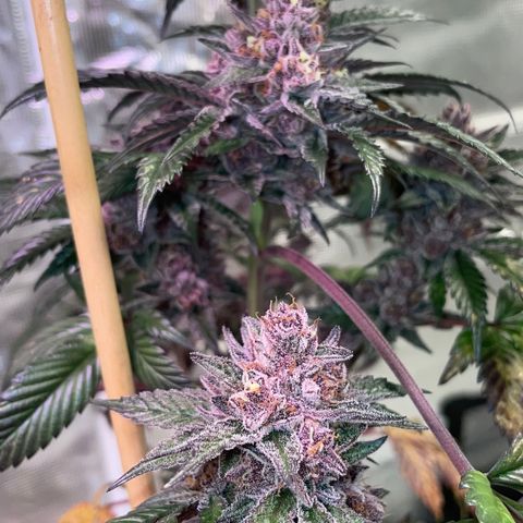 Tropical Thunder  growlog timeline photo