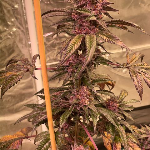 Tropical Thunder  growlog timeline photo