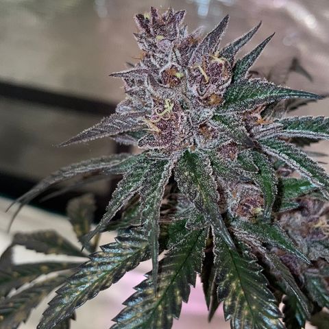 Tropical Thunder  growlog timeline photo