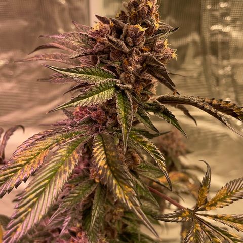Tropical Thunder  growlog timeline photo