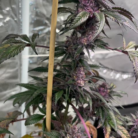 Tropical Thunder  growlog timeline photo