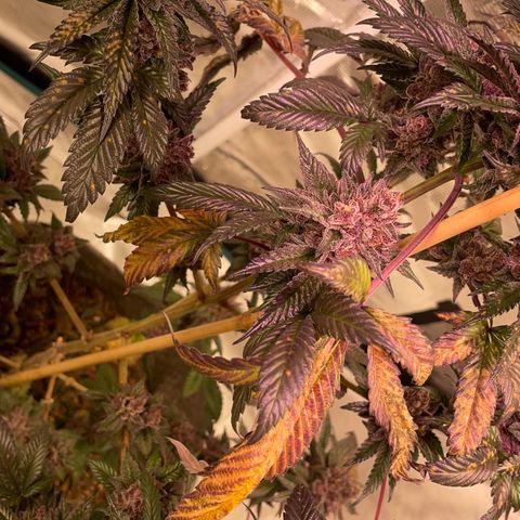 Tropical Thunder  growlog timeline photo