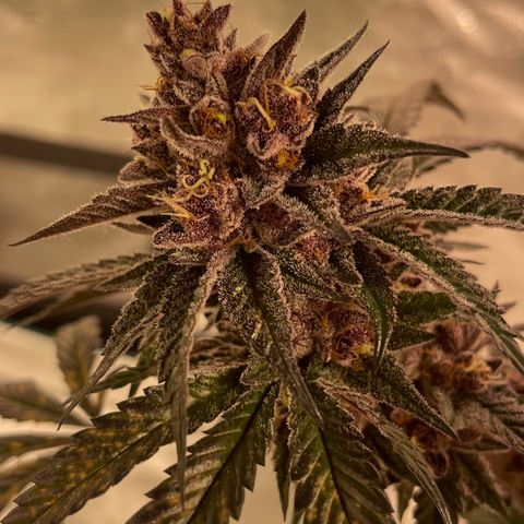 Tropical Thunder  growlog timeline photo