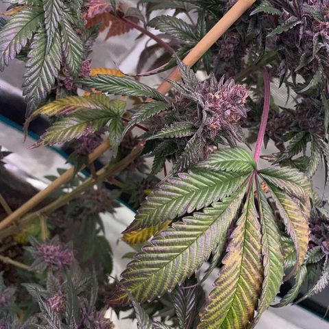 Tropical Thunder  growlog timeline photo