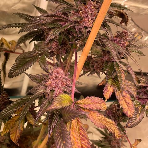 Tropical Thunder  growlog timeline photo