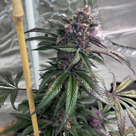 Tropical Thunder  growlog timeline photo