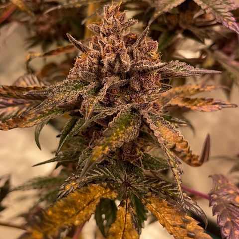 Tropical Thunder  growlog timeline photo