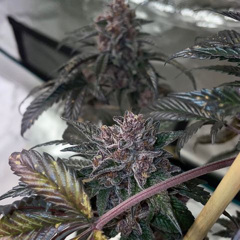 Tropical Thunder  growlog timeline photo