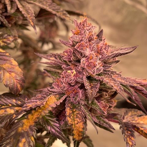 Tropical Thunder  growlog timeline photo