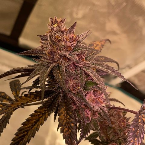 Tropical Thunder  growlog timeline photo