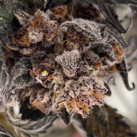 Tropical Thunder  growlog timeline photo