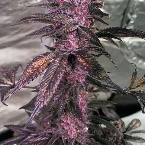 Tropical Thunder  growlog timeline photo