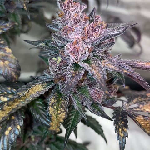 Tropical Thunder  growlog timeline photo
