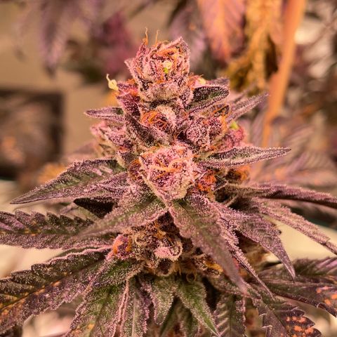 Tropical Thunder  growlog timeline photo