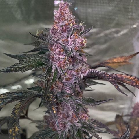 Tropical Thunder  growlog timeline photo