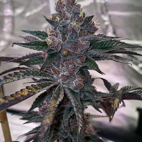 Tropical Thunder  growlog timeline photo
