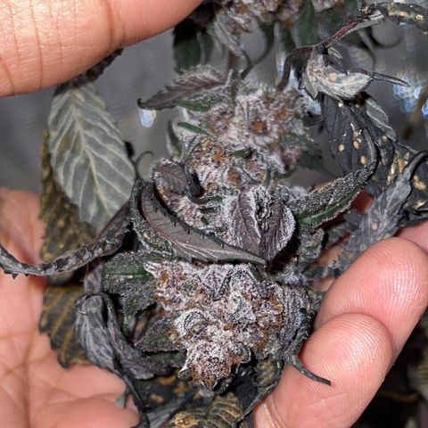 Tropical Thunder  growlog timeline photo