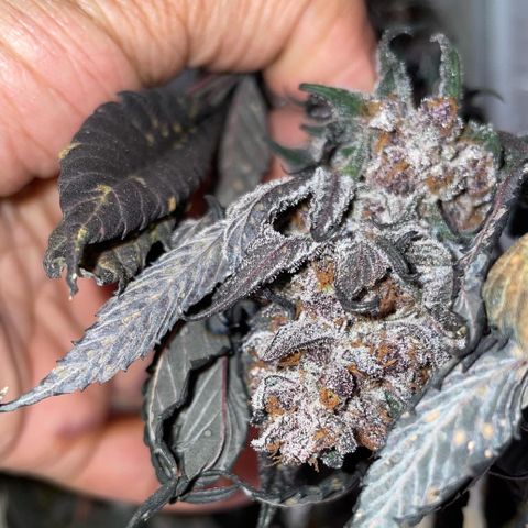 Tropical Thunder  growlog timeline photo