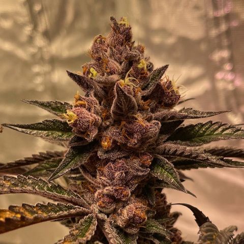 Tropical Thunder  growlog timeline photo