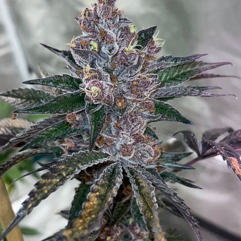 Tropical Thunder  growlog timeline photo