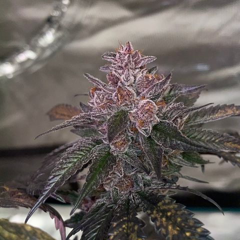 Tropical Thunder  growlog timeline photo