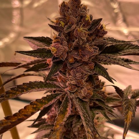 Tropical Thunder  growlog timeline photo