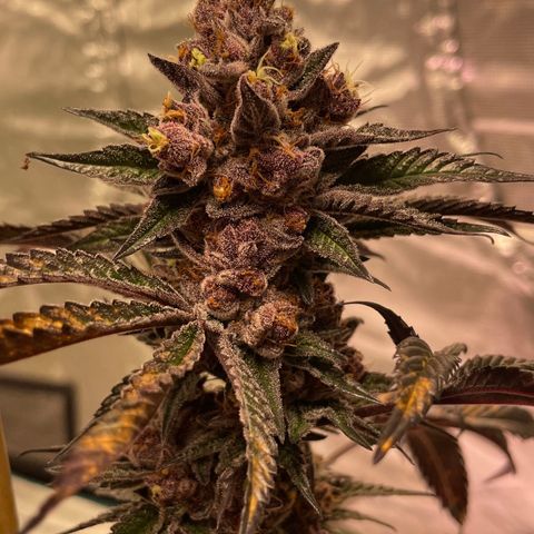 Tropical Thunder  growlog timeline photo