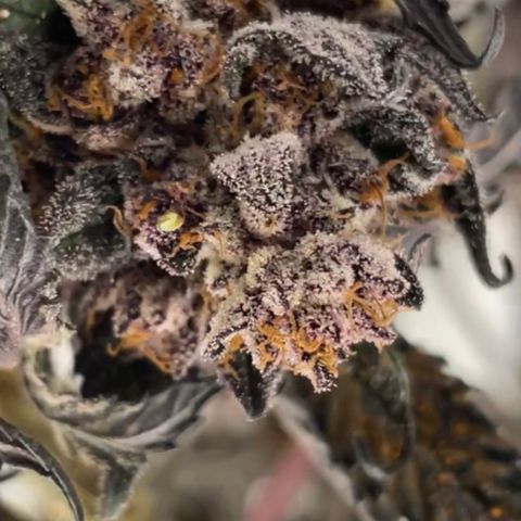 Tropical Thunder  growlog timeline photo