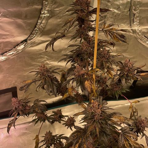 Tropical Thunder  growlog timeline photo
