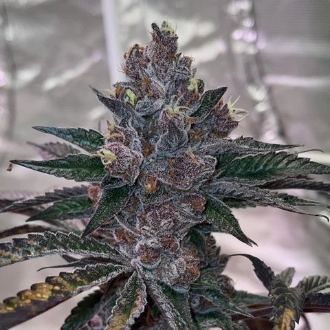Tropical Thunder  growlog timeline photo