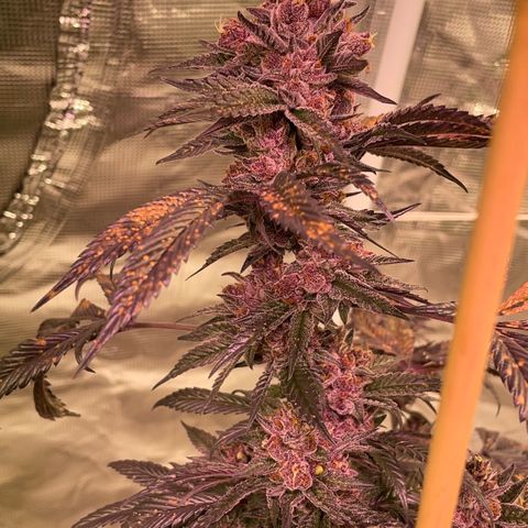 Tropical Thunder  growlog timeline photo