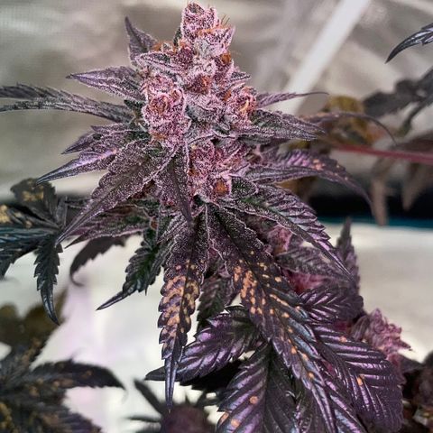 Tropical Thunder  growlog timeline photo