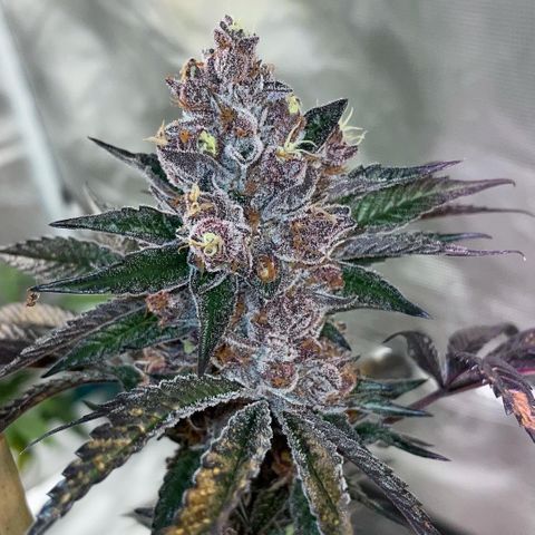 Tropical Thunder  growlog timeline photo