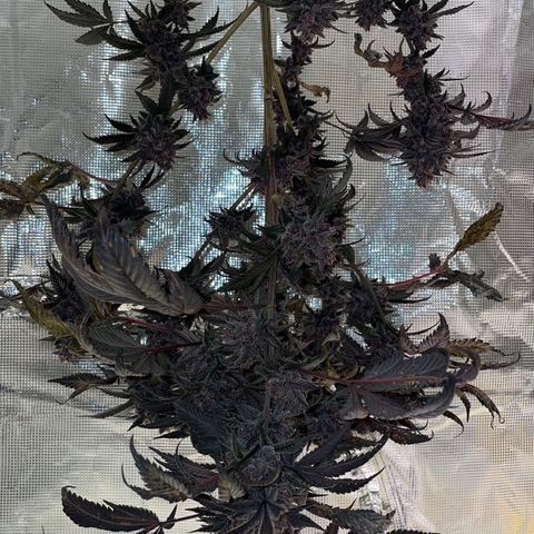 Tropical Thunder  growlog timeline photo