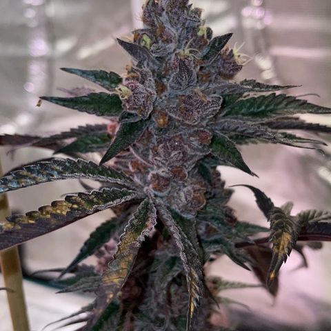 Tropical Thunder  growlog timeline photo