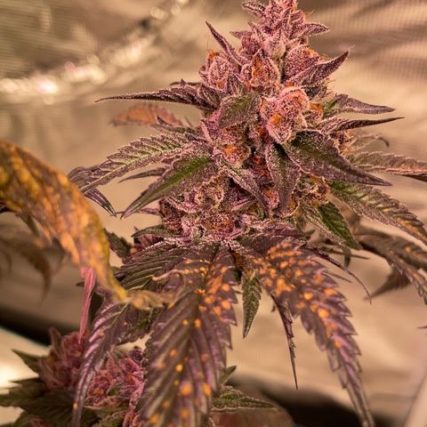Tropical Thunder  growlog timeline photo