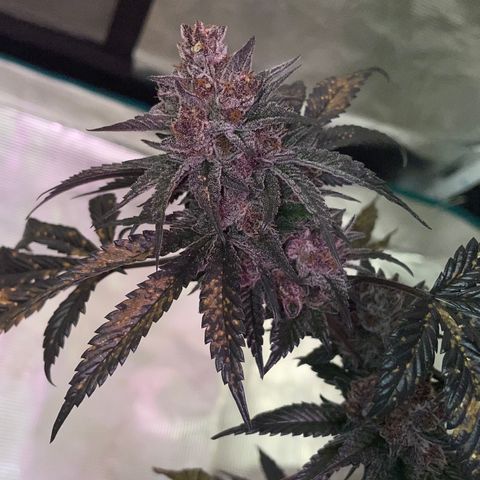 Tropical Thunder  growlog timeline photo