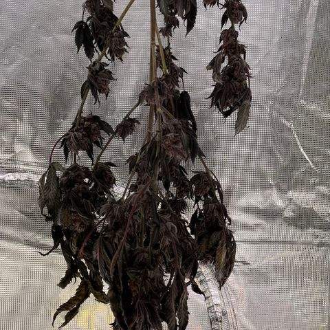 Tropical Thunder  growlog timeline photo
