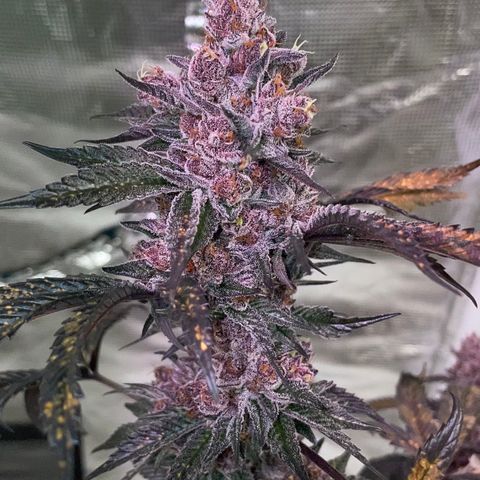Tropical Thunder  growlog timeline photo